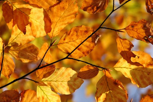 autumn-leaves